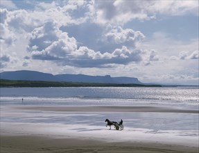 IRELAND, County Donegal, Rossnowlagh Beach, Trotting horse and trap on sandy beach with sparkling