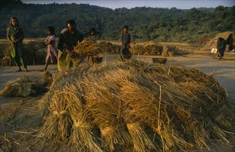 BANGLADESH, Agriculture, Rice Harvest, Man and young girls preparing bundles of rice for threshing.