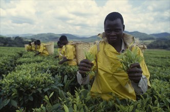 MALAWI, Industry, Workers on tea plantation.