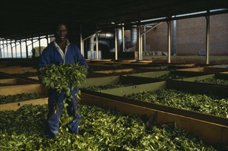 MALAWI, Industry, Worker holding bundle of tea standing in drying leaves.