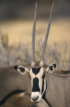 KENYA, Samburu, "Beisa Oryx.  Single male, head shot."