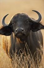 KENYA, Masai Mara, African Buffalo or Syncerus Catter. Single animal face on with head backlit.