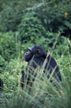 UGANDA, Kibale National Park, Chimpanzee (Pan Troglodytes).  Single adult male sitting amongst