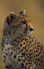 KENYA, Masai Mara, Cheetah Acinonyx Jubatus. Single animal. Head and shoulders shot.
