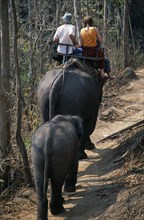 THAILAND, North, Chiang Mai, Young couple trekking on elephant through the jungle south of Chiang