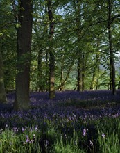 PLANT, Flower, Bluebells, Woodland area with bluebells (Endymion non-scriptus).