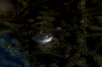 NATURAL HISTORY, Amphibian, Frog, Common Frog partly submerged in water with pond weed.