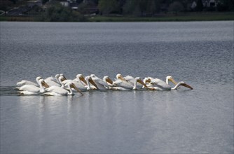BIRDS, Massed, On Water, "USA, Florida.  American White Pelicans swimming in group."