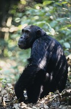 ANIMALS, Apes, Chimpanzee, "Tanzania, Mahale Mountains.  Male chimpanzee (Pan troglodites) seated