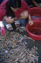 THAILAND, South, Hua Hin, Woman sorting catch of prawns into red baskets.