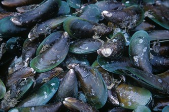 THAILAND, North, Chiang Mai, "Wholesale Food Market.  Green lipped mussels for sale, close view