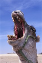 TUNISIA, Near Douz, Zaafrane, "Portrait of yawning or bellowing camel, wearing harness during the