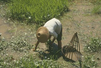 CHINA, Guangxi, Person collecting water weed from the edge of paddy field.