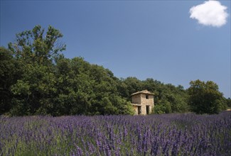 FRANCE, Provence Cote D Azur, Nr Digne-les-Bains, View over lavender field toward small stone