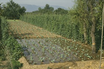 CHINA, Gansu,  Lanzhou, Irrigated fields with lines of crops growing on dry land and partial