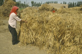 CHINA, Ningxia Province, Adult and child bundling stacks of wheat.