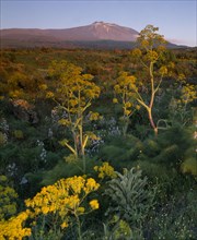 ITALY, Sicily, Mount Etna, View over wild flowers and fennel toward the Volcano.