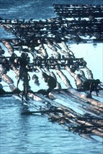 SRI LANKA , Colombo, Logging workers and logs floating down river