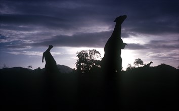 CUBA, Santiago de Cuba, Bacanao Park, Silhouettes of life size dinosaurs