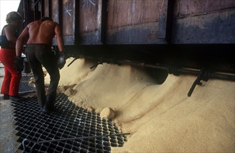 CUBA, Cienfuegos, Sugar being poured from railway carriages through gratings in the ground with