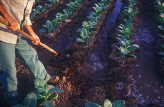 CUBA, Pinar del Rio, Male tobacco worker working with hoe during irrigation of field of young