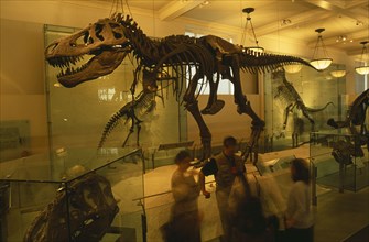USA, New York , New York City, Natural History Museum. Dinosaur skeleton exhibit