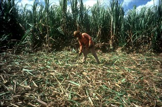 CUBA, Pinar Del Rio, Sugar cane harvest with single man amongst the fallen canes