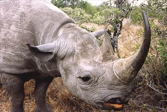 KENYA, Animals, Rhino