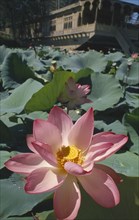 INDIA, Jammu and Kashmir, Srinigar, Nagin Lake. Close up of Lotus flower with houseboat behind