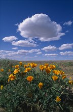 USA, Nevada, South of Bolder City, Bright yellow flowers in a field with white fluffy clouds in a