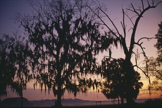 USA, Louisiana, Near Montegut, Willow trees with Spanish moss silhouetted at sunrise