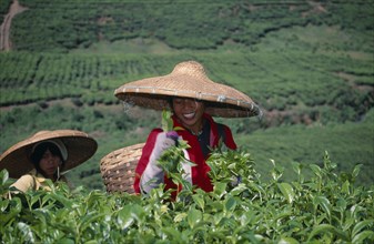 INDONESIA, Java, Female tea pickers at work wearing conical straw hats