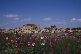 TUNISIA, Sbeitla, Roman ruins viewed across field of wild flowers