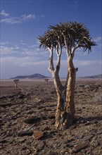 NAMIBIA, Namib Desert, Kokerboom or Quiver Tree that stores water in its thick fibrous trunk