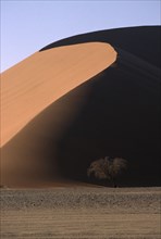NAMIBIA, Namib Desert, Large sand dune with acacia tree at its base