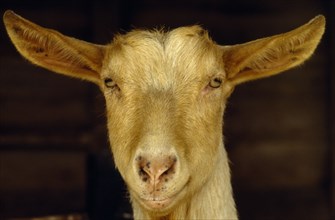 AGRICULTURE, Farming, Goats, Portrait of a Golden Guernsey goat looking at camera