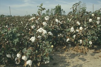 GREECE, North , Agriculture, Field of Cotton plants with dry cracked earth in the foreground