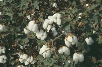 GREECE, North , Agriculture, Detail of Cotton plants with white fluffy buds