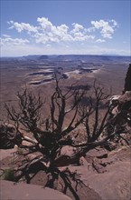 USA, Utah, Canyonlands National Park, View over dead tree looking down toward arid plain with