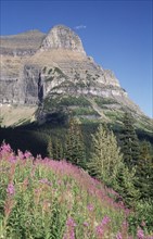 USA, Montana, Glacier National Park, View over forests toward rocky cliff with flowers in the