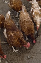 AGRICULTURE, Farming , Poultry, Close up of freee range chickens pecking at the muddy ground.