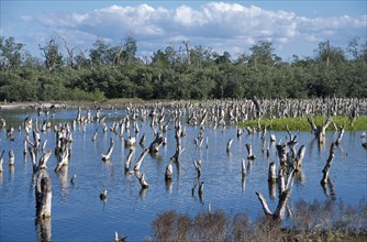 MEXICO, Yucatan, Celestun, Mangrove lagoon with dead branches protruding from the water.