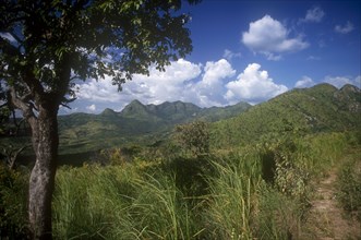 ETHIOPIA, South West, Highland landscape with lush vegetation and single tree in the foreground.