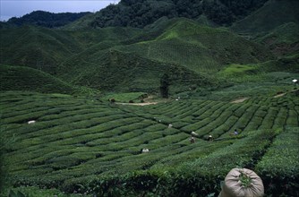 MALAYSIA, Cameron Highlands, Agriculture, View over Bharat tea plantation near Tanah Rata with