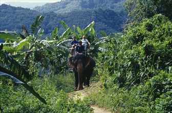 THAILAND, Phuket , Tourist couple trekking through jungle area on elephant.