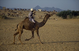 INDIA, Rajasthan, Pushkar, Man riding a camel across the desert with camels and traders at camel