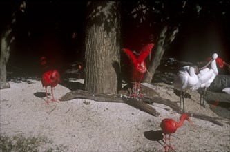 USA, Florida, Orlando, Walt Disney World Animal Kingdom. Group of Scarlet Ibis  and Spoonbill birds