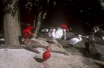 USA, Florida, Orlando, Walt Disney World Animal Kingdom. Group of Scarlet Ibis  and Spoonbill birds