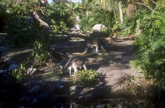 USA, Florida, Orlando, Walt Disney World Animal Kingdom. Kangaroos grazing in a shady clearing.