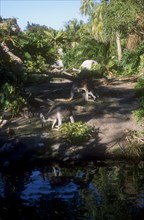USA, Florida, Orlando, Walt Disney World Animal Kingdom. Kangaroos grazing in a shady clearing near